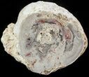 Stromatolite Covered Petrified Wood Limb - California #47052-1